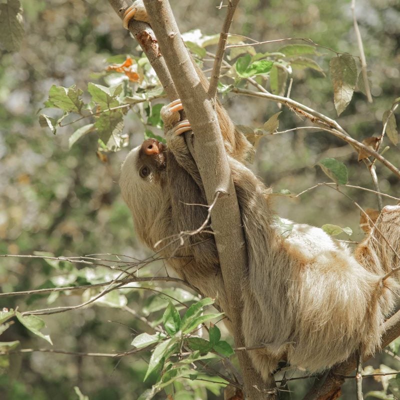 Sloth Central America