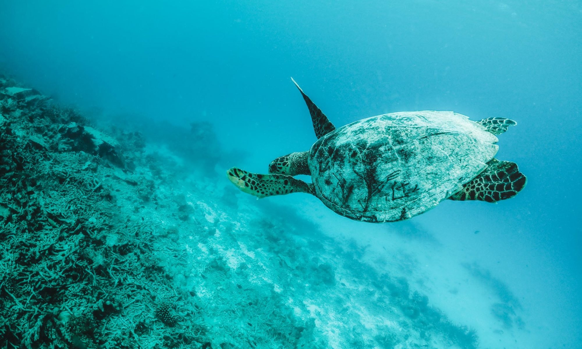Diving Maldives Turtle